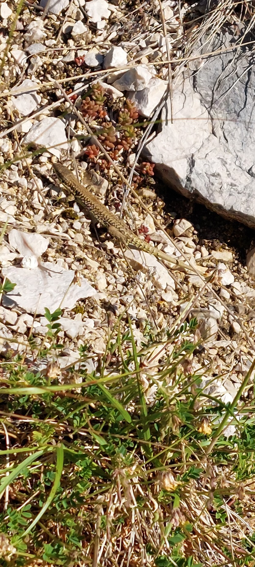 20220610_082424_copy_833x1849.jpg