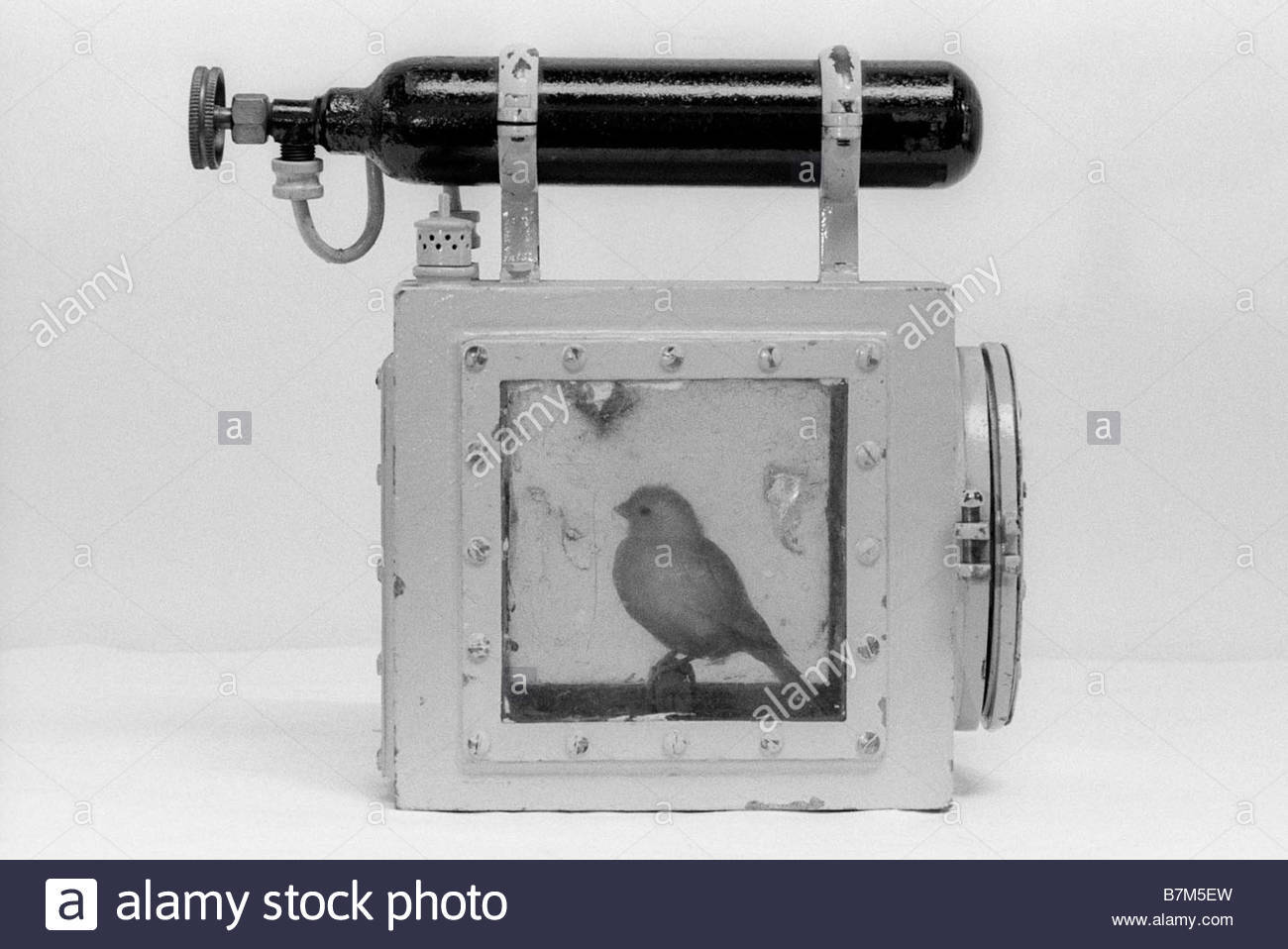 22nd-july-1992-canary-in-haldane-cage-at-dinas-mines-rescue-station-B7M5EW.jpg