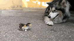 33f5cfe929b7d03330fbc362dc4fea21.gif