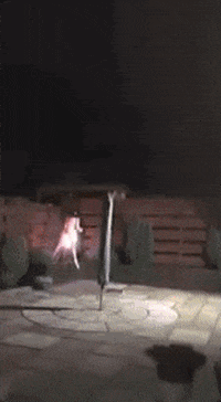 55E449A7-B827-4A47-8345-E657A816B8FA.gif