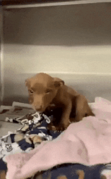 5c7ae09d66a6f631924954.gif