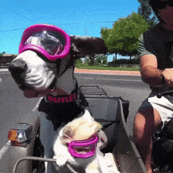 8A5FCEDB-4633-4BE3-9F44-0EBDDEFC60A3.gif