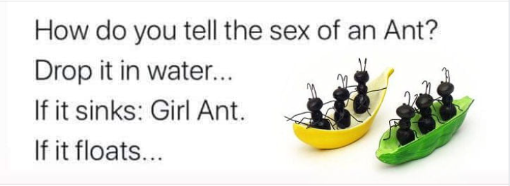 ant.PNG