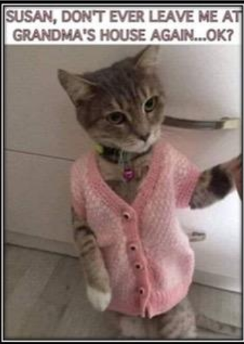 Cat.PNG
