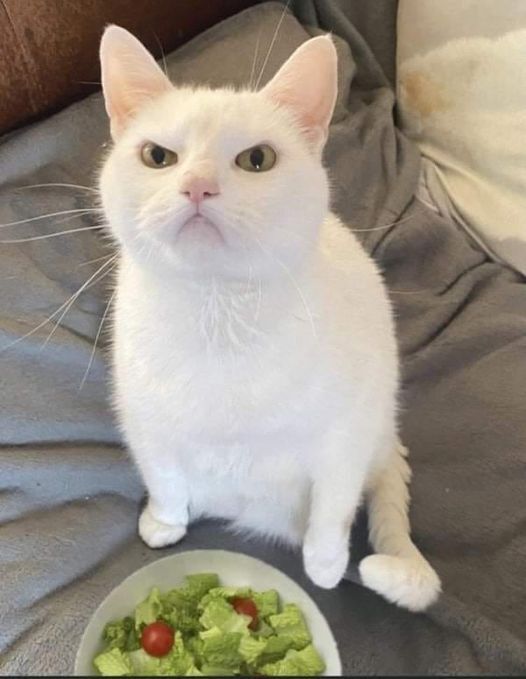 cat salad.jpg