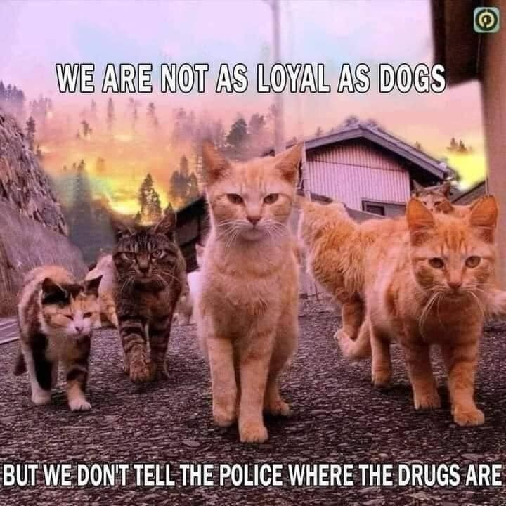 cats drugs.jpg
