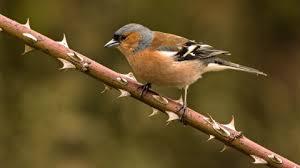 chaffinch.jpg