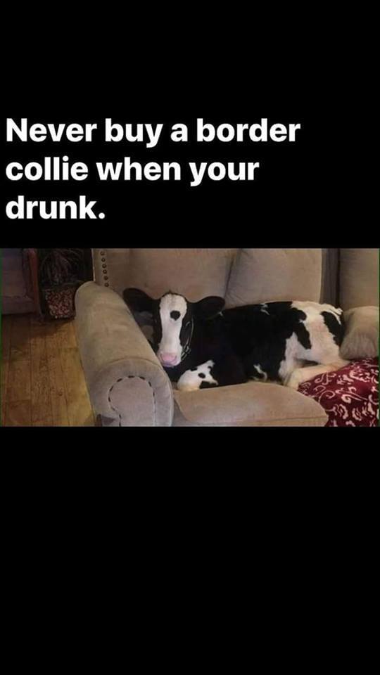 Collie.jpg