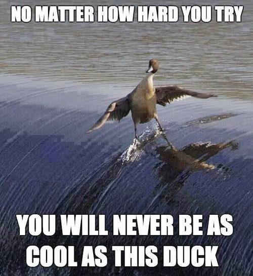 cool duck.jpg