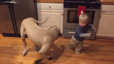 dog-chasing-tail.gif