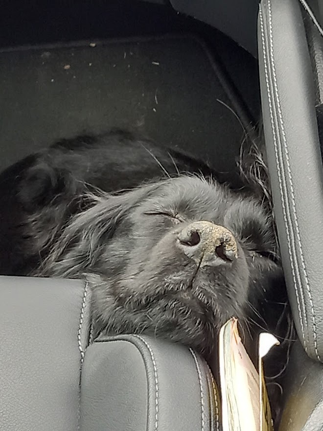 dog in car.jpg