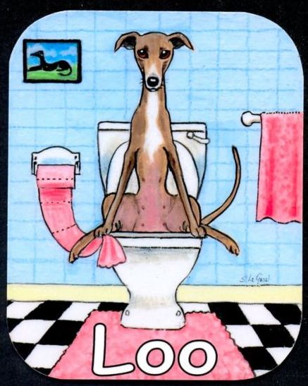 dog on bog.JPG