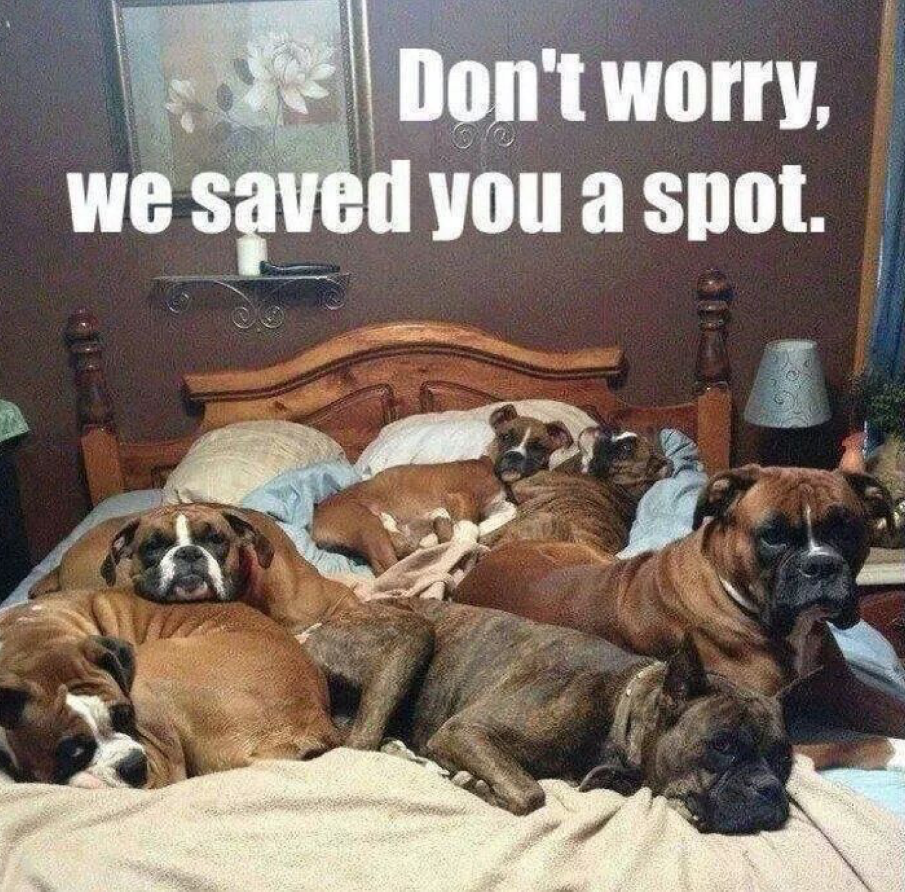 Dogs on bed.png