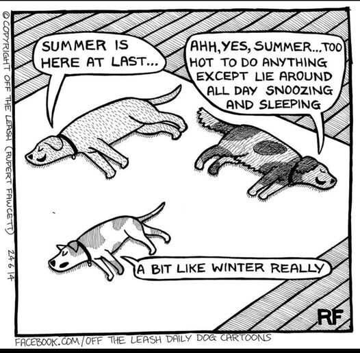 dogs summer.jpg
