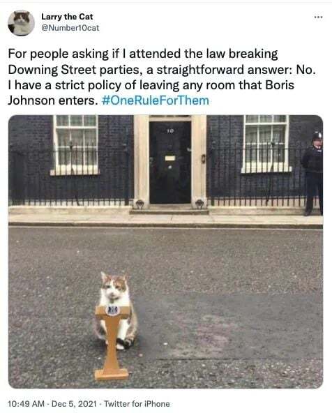 downing street cat.jpg