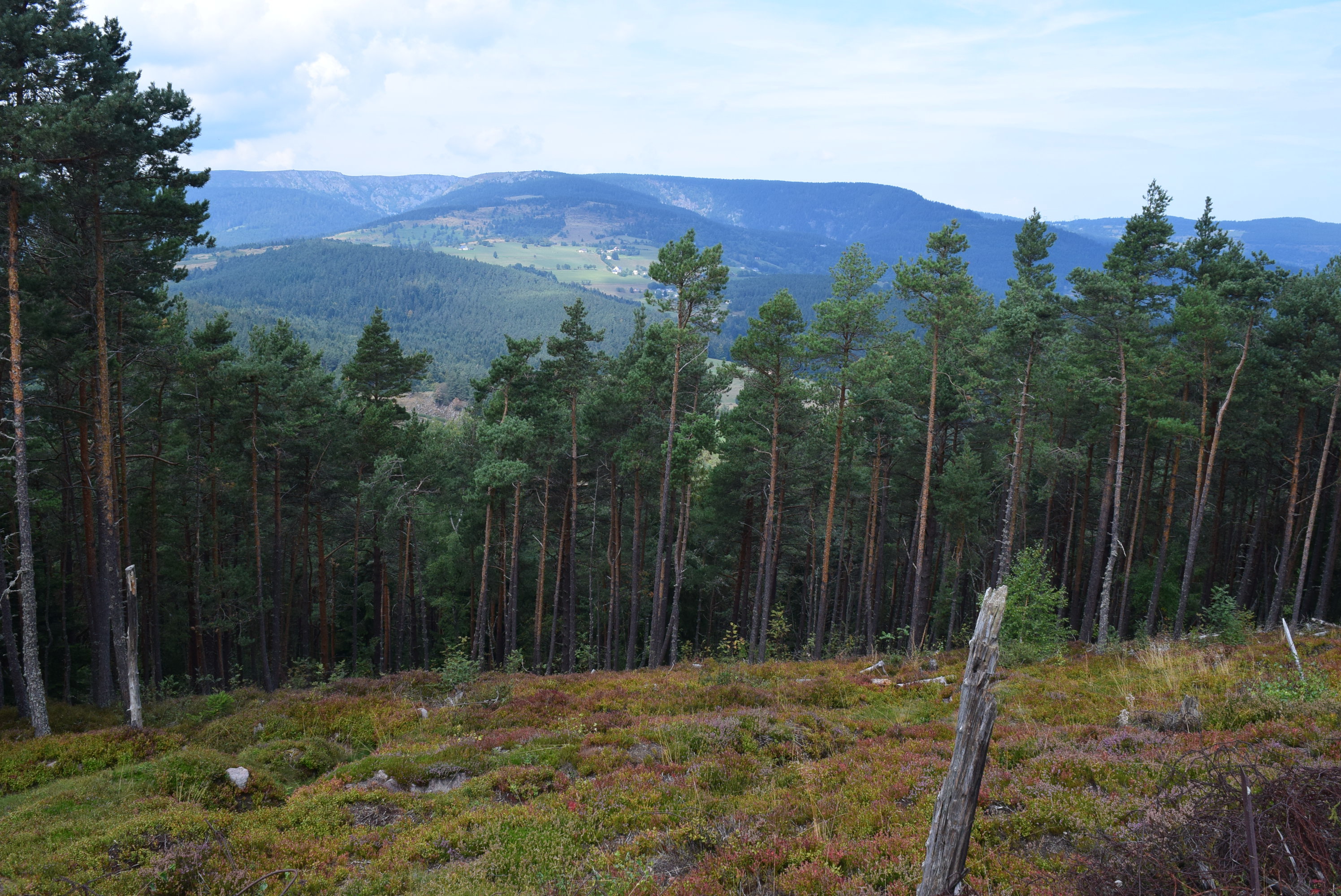 DSC_0222.JPG