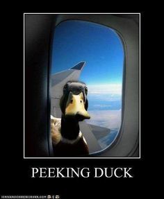 duck.jpg