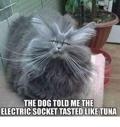 electric cat.jpg