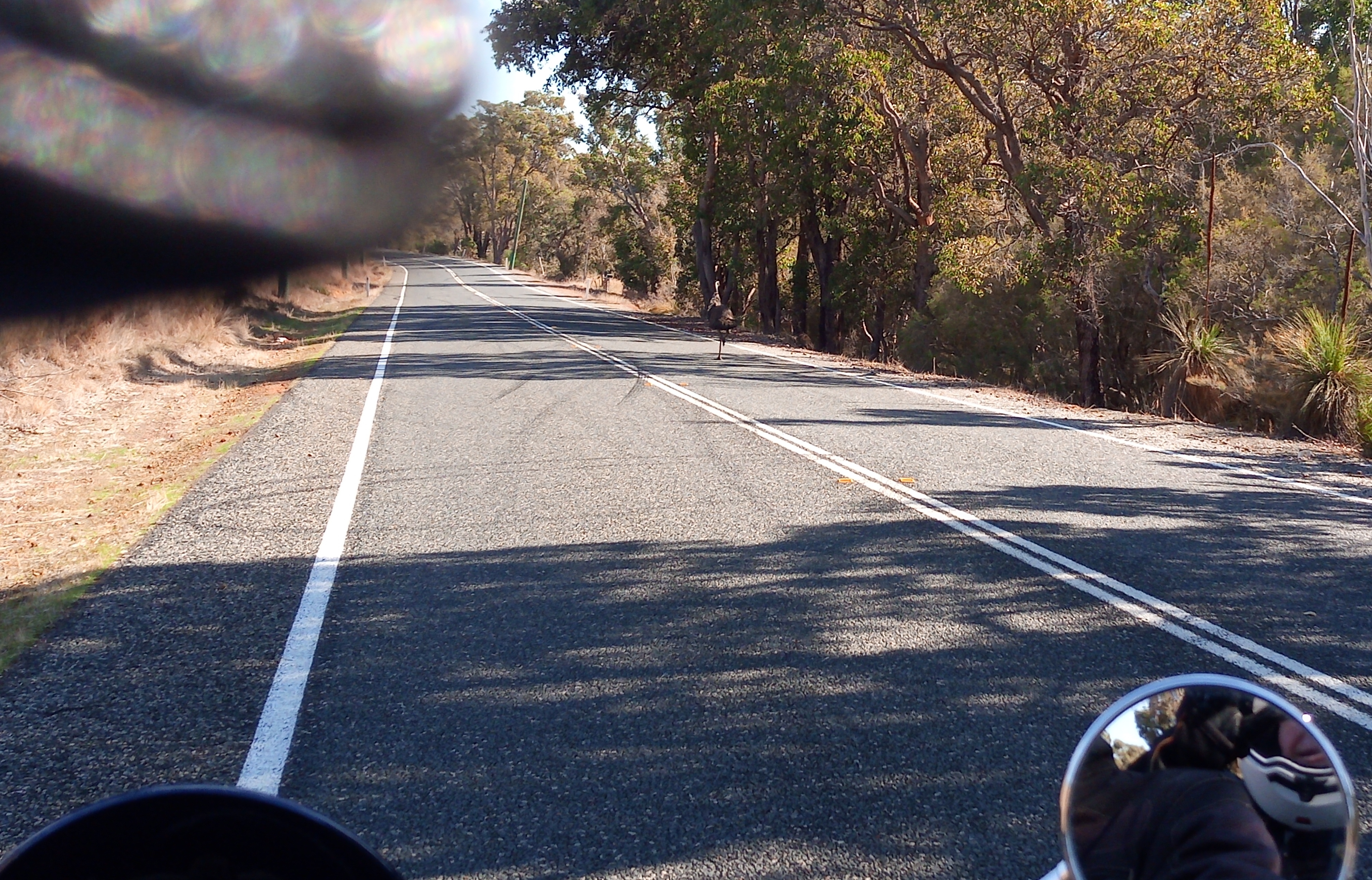 Emu Gingin Julimar Forest.jpg