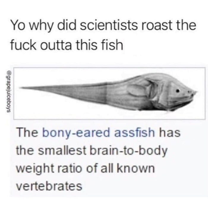 Fish.jpg