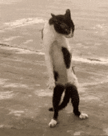Funniest-gifs-that-will-make-you-laugh-12.gif