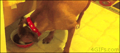 funny-gifs-10.gif