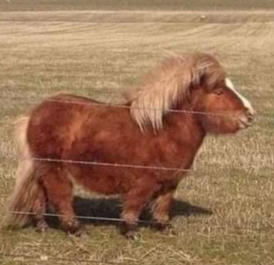 Horse.PNG