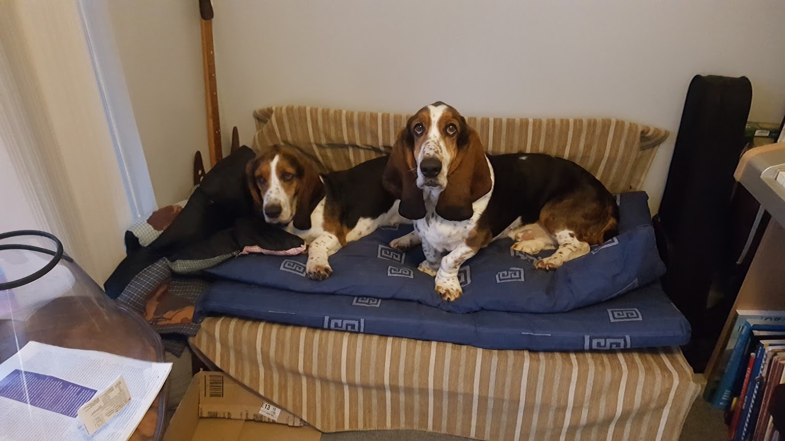 Hounds1.jpg