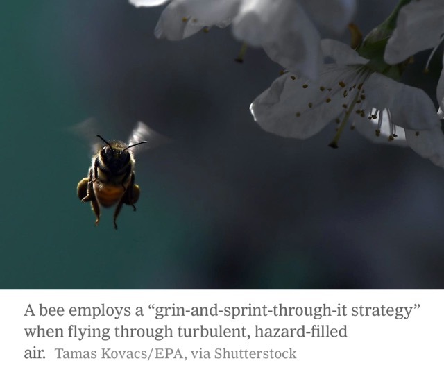 How Bees Avoid Bumping Into Nature’s Obstacle Course - The New York Times.jpeg