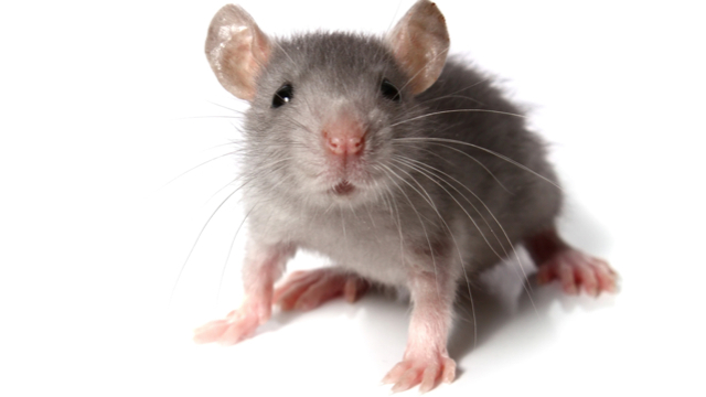 How-to-Get-Rid-of-Mice-in-your-Garage.jpg