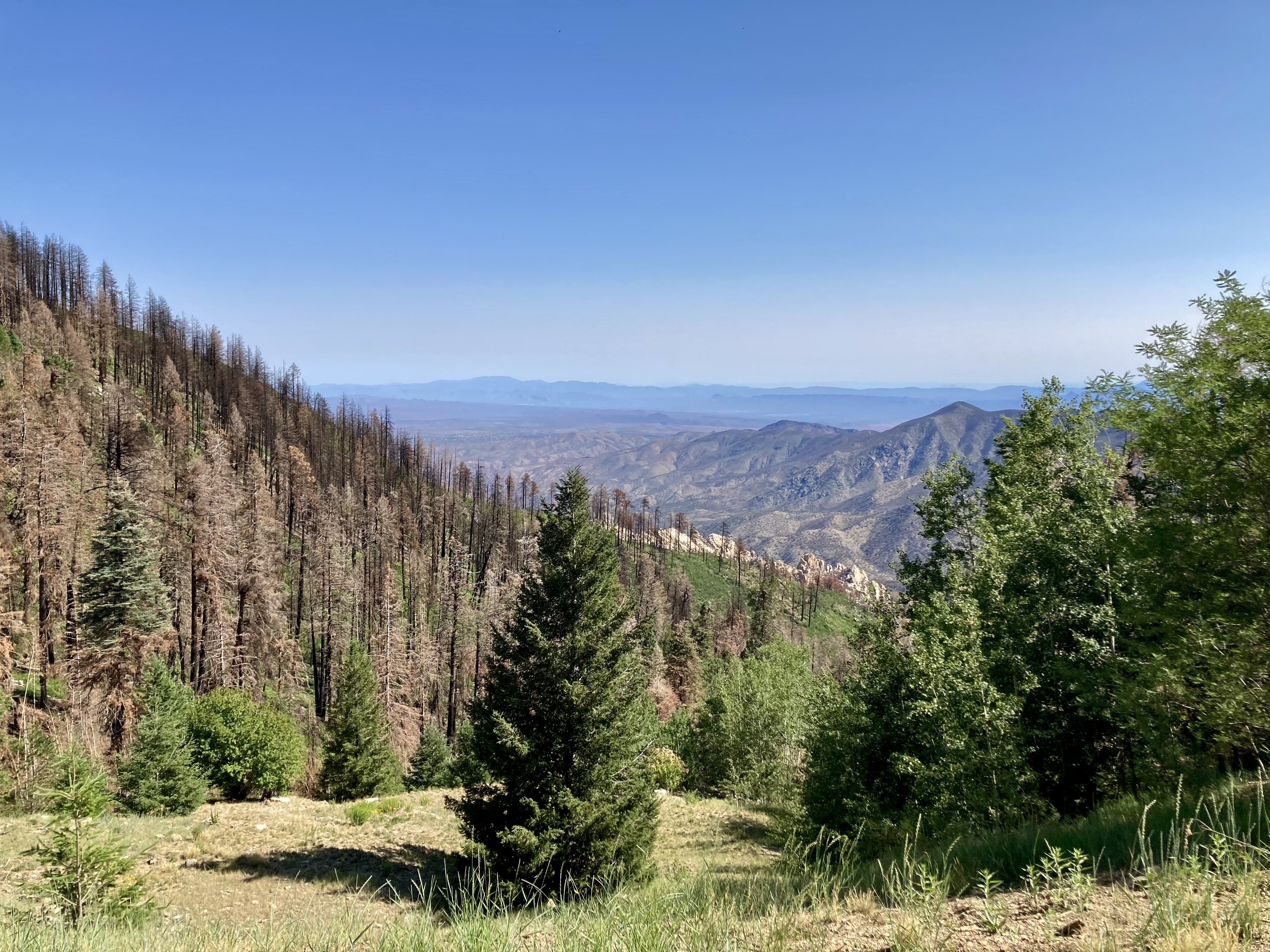 IMG_1059.jpeg