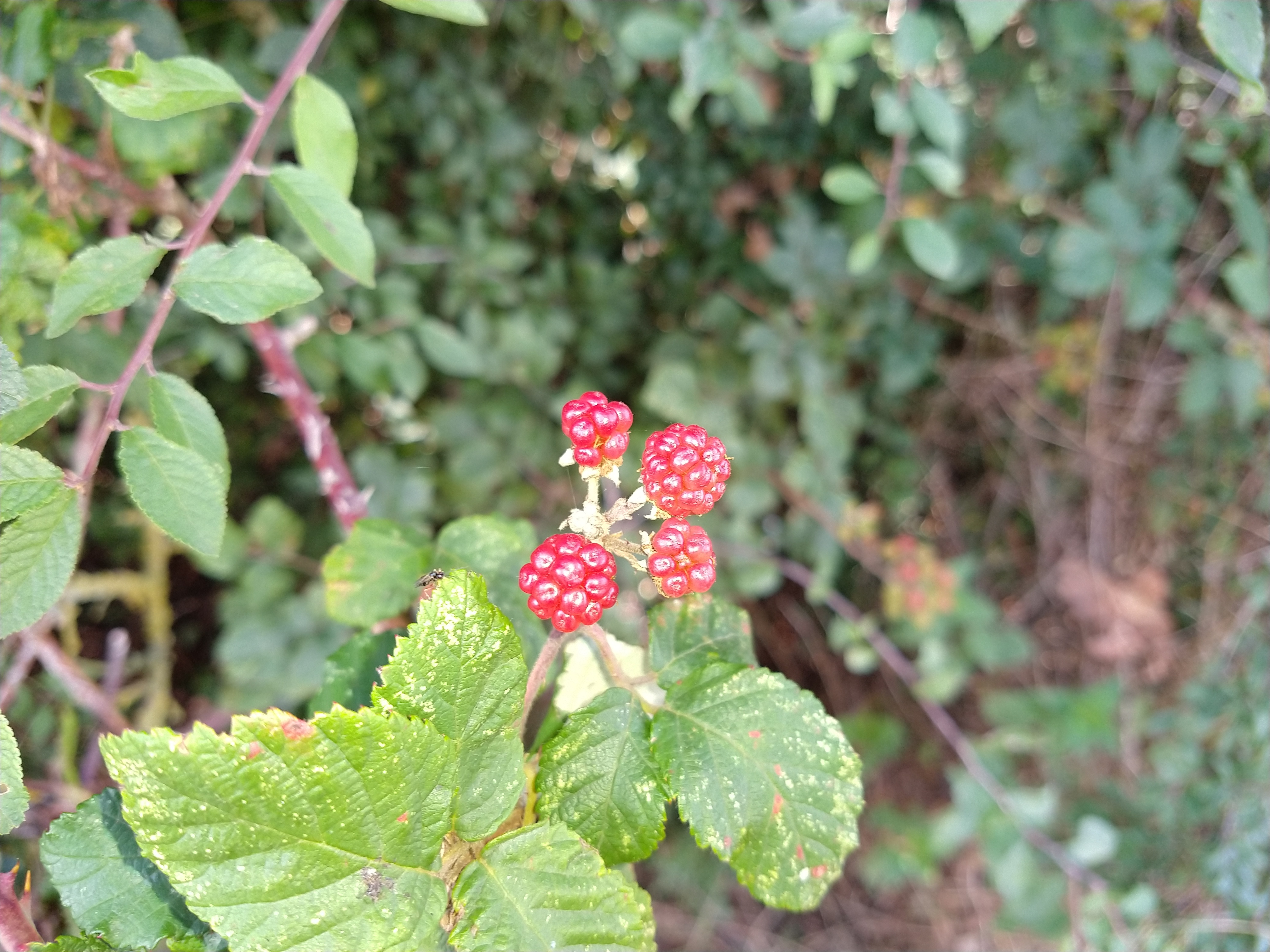 IMG_20200830_150833621.jpg