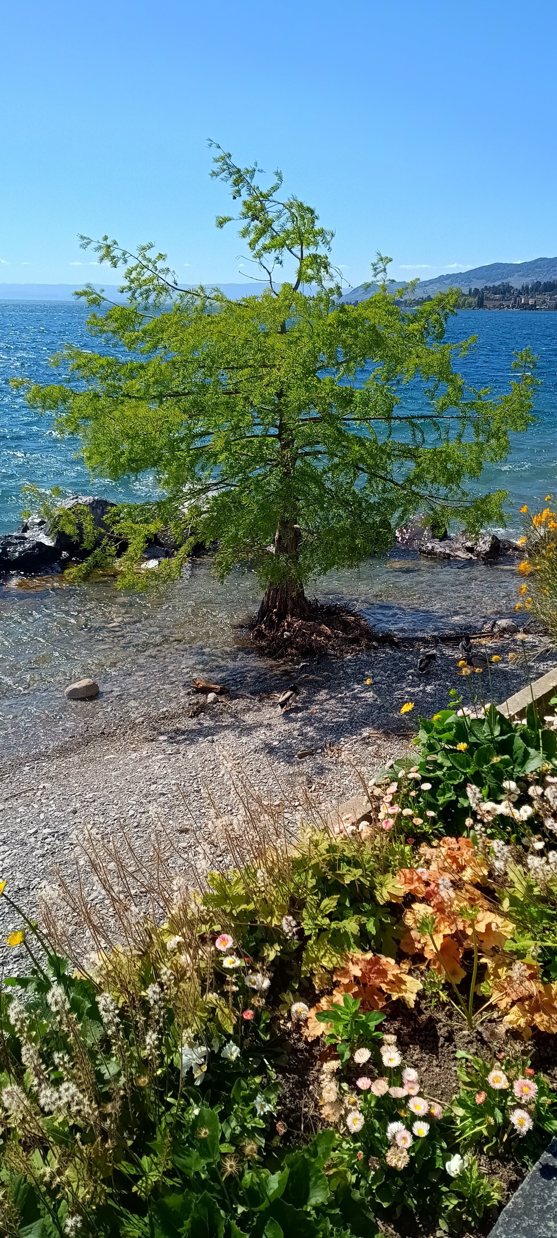 IMG_20250516_160334942_HDR.jpg