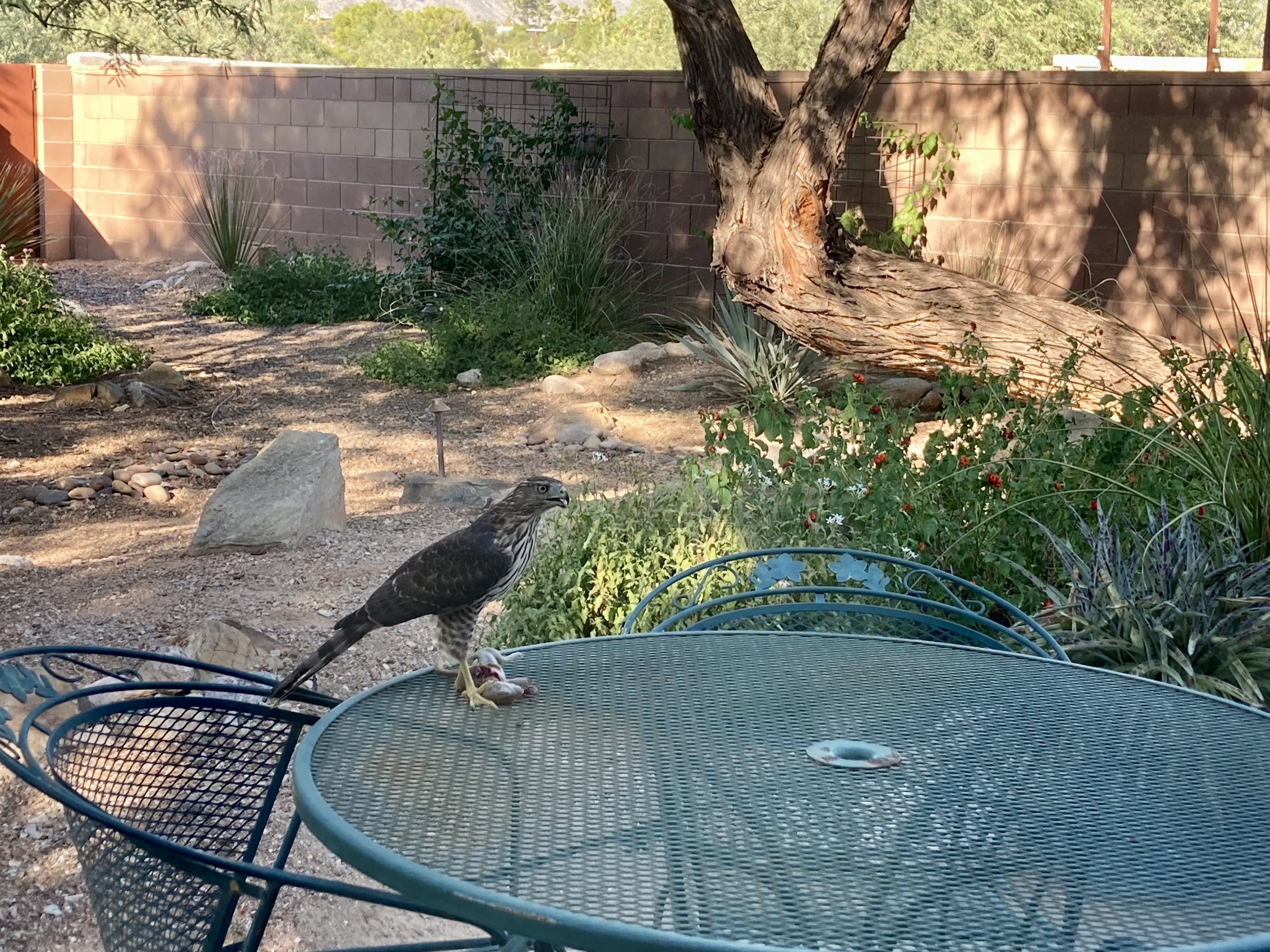 IMG_2389.jpeg
