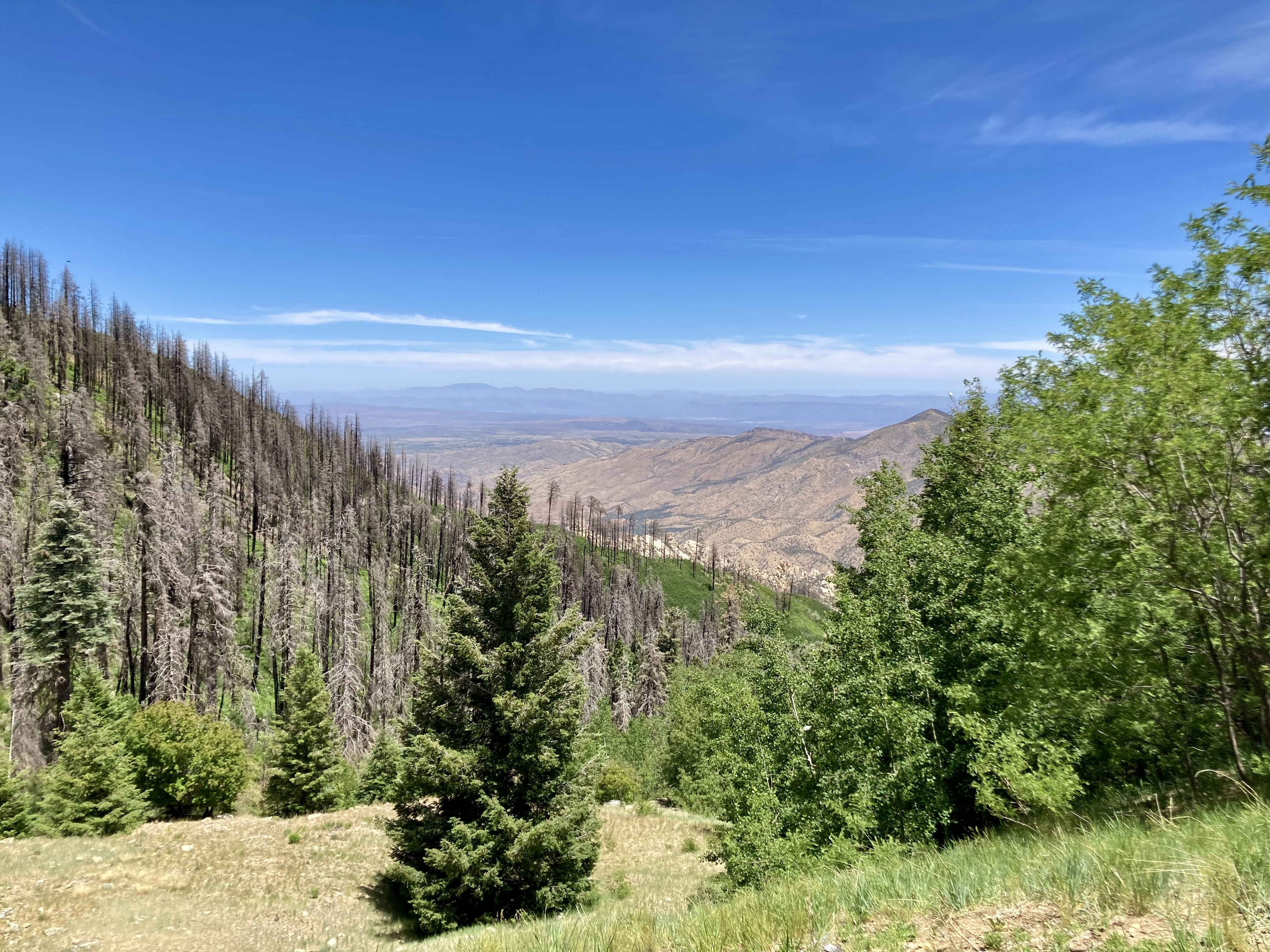 IMG_9644.jpeg
