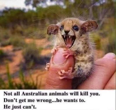 Killer.jpg