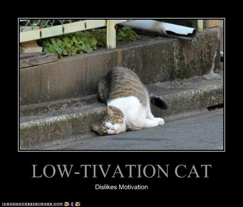 low-tivation-cat.jpeg