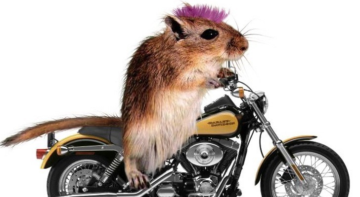 Mice-with-Mohawks-Help-Researchers-Better-Understand-Autism-443774-2.jpg
