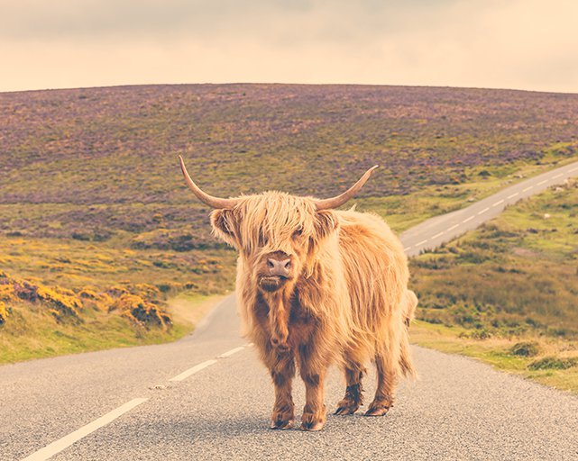 scotland_staycation.jpg