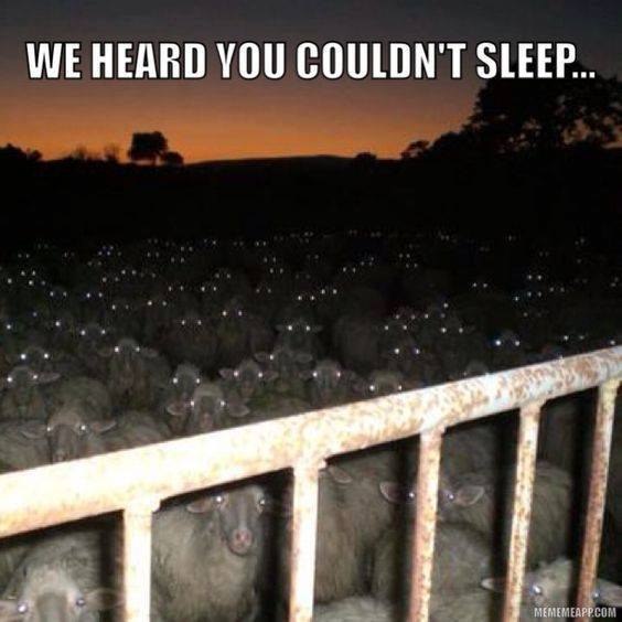 sheep sleep.jpg