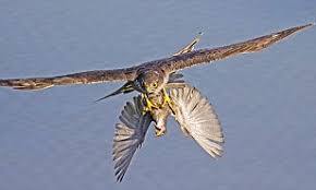 SparrowHawk.jpg