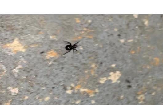 Spider.jpg