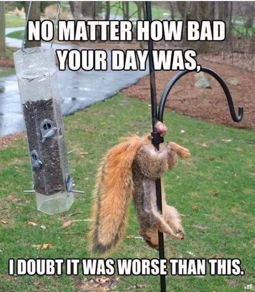 squirrel balls.jpg