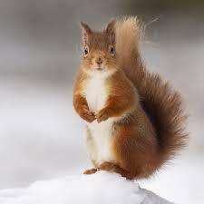 squirrel.jpg