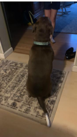 Tail.PNG