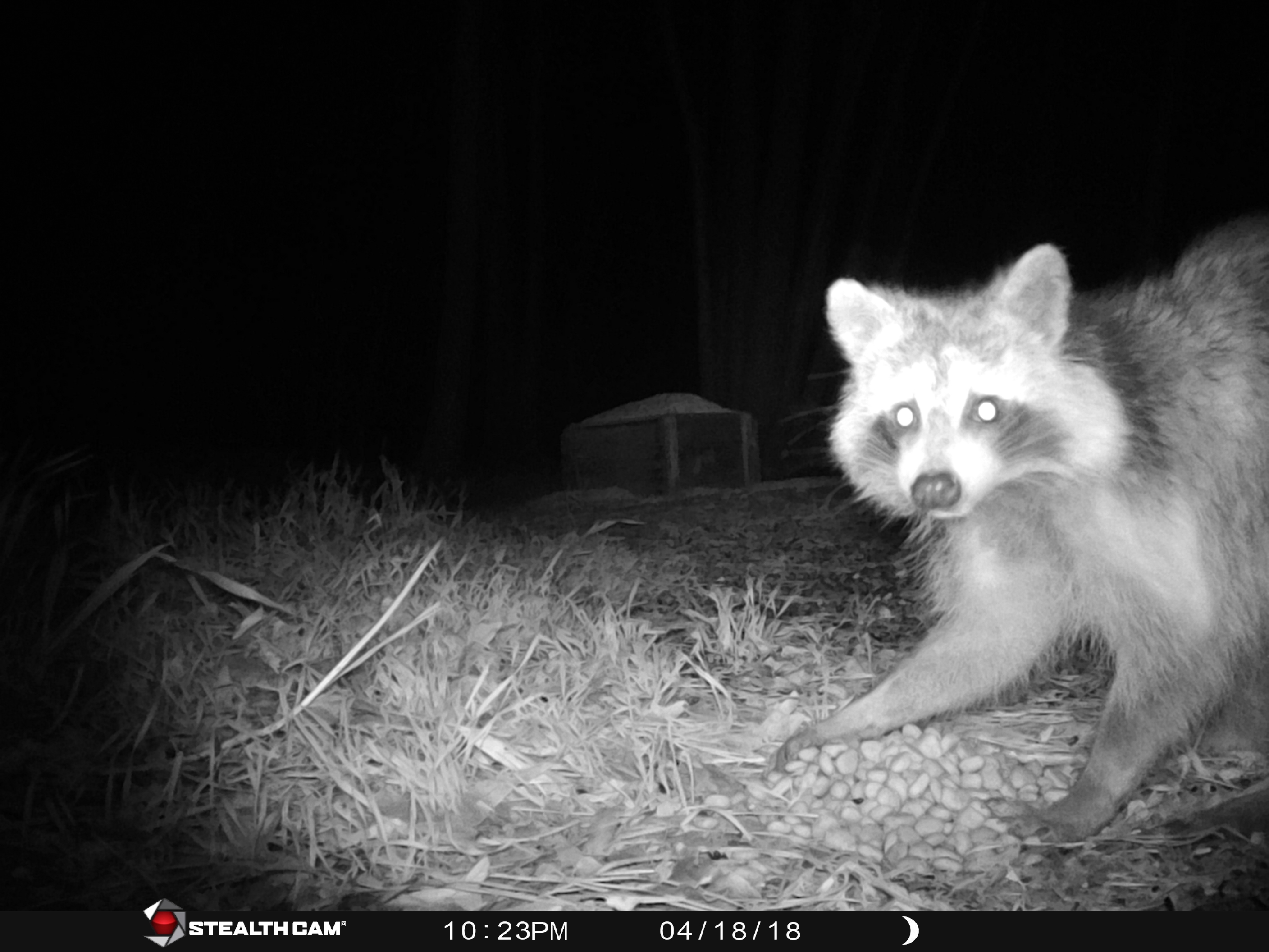 Trail_Cam_041818 477.JPG
