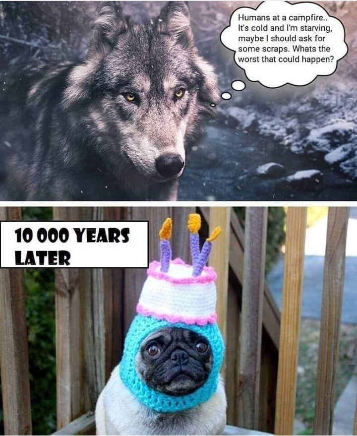 wolfdog.jpeg