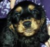 OSCARPUPPY.jpg