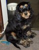 OSCARPUPPY001.jpg