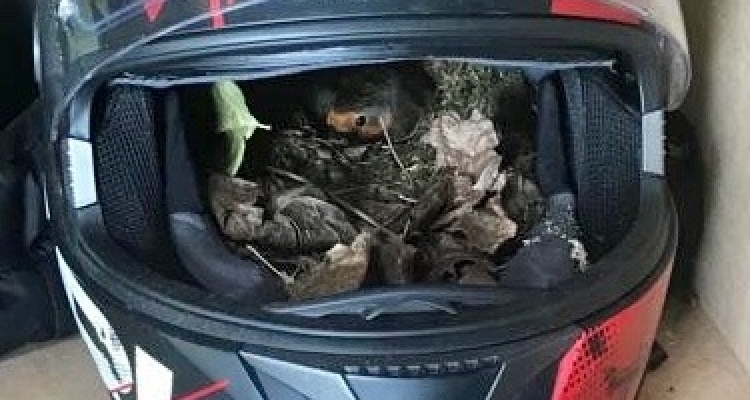 Here's An Excuse To Purchase A New Skid Lid.